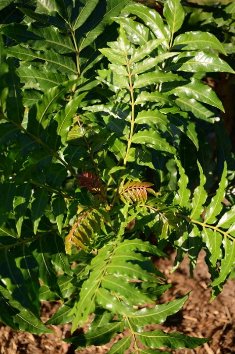 Harpephyllum caffrum